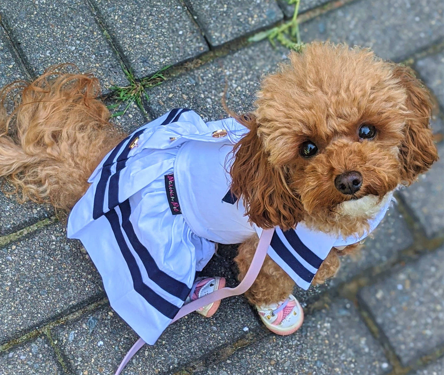 Sailor Dress White – Classic Nautical Style Dog Outfit SALE 50% OFF