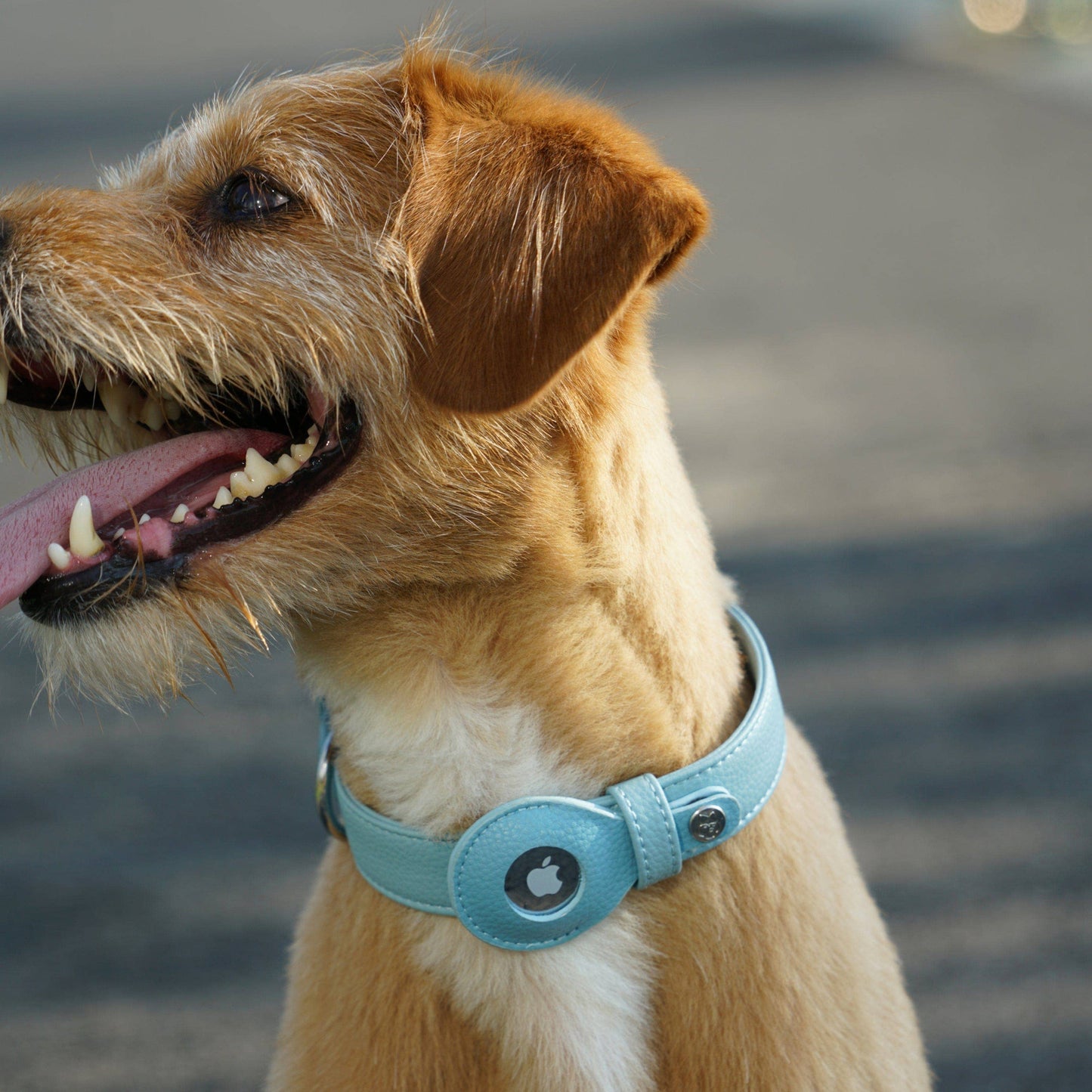 Silver-Powered Freshness Microfiber Vegan Leather AirTag Dog Collar