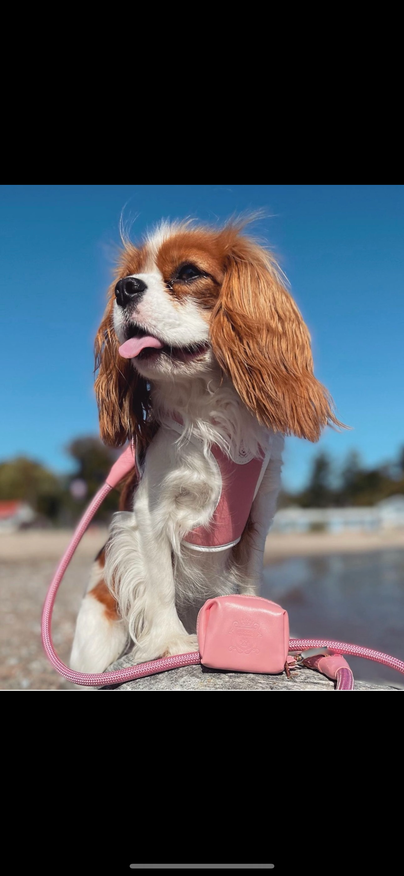 The Classic Waste Bag Holder - Malibu