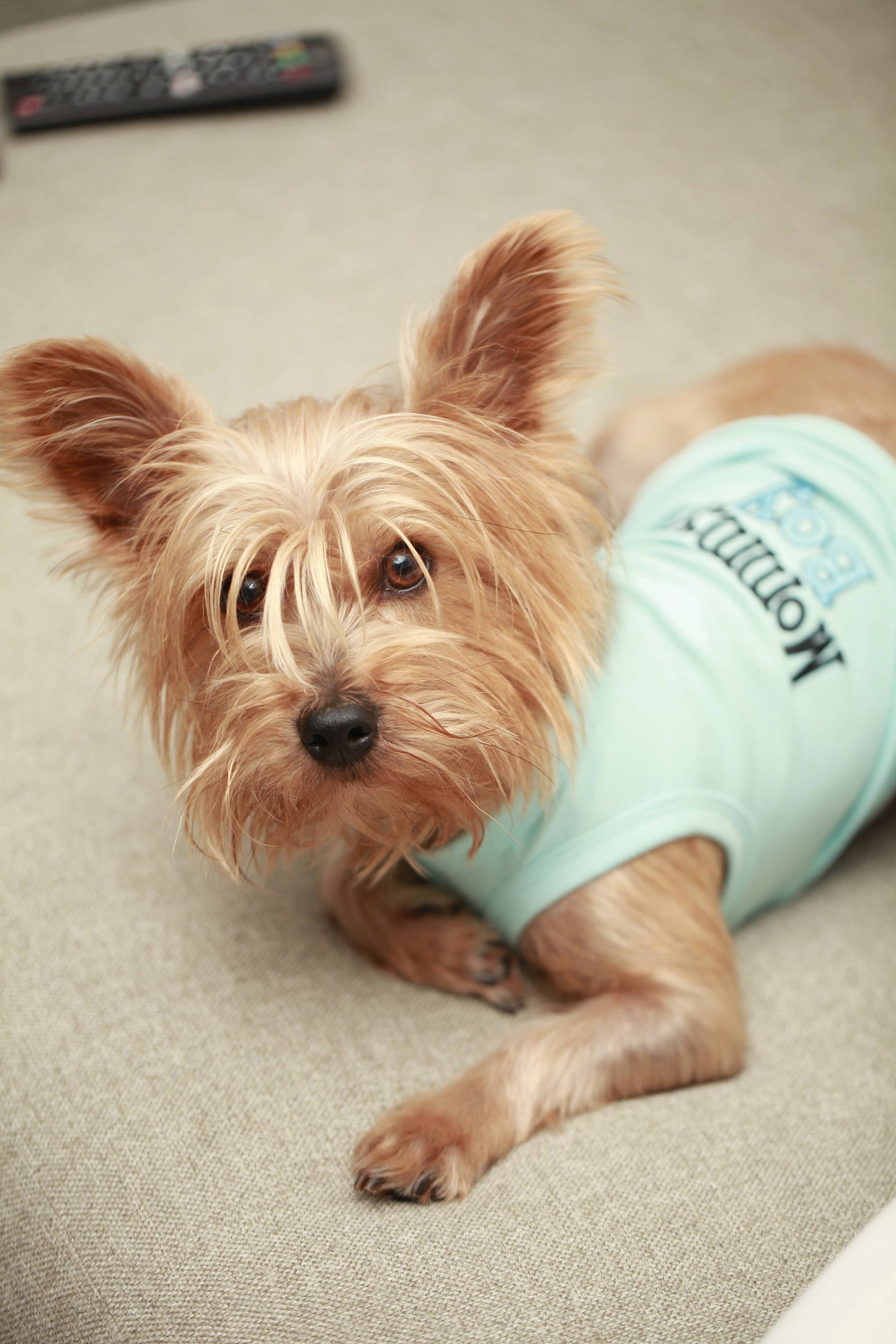 Mommy's Boy Dog T-Shirt – Cute Pet Outfit for Dogs