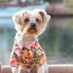 Vibrant Hawaiian Dog Camp Shirt: Sunset Hibiscus, Leash Hole SALE 50% OFF