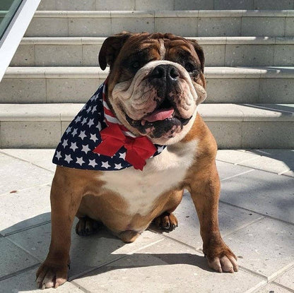 Flag Dog Bandana with White Stars on Navy