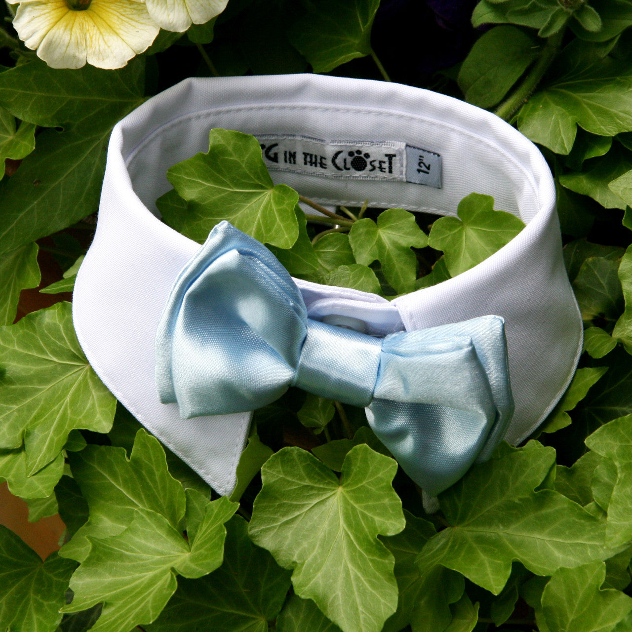 Dapper Dog White Shirt Collar with Baby Blue Bow Tie for Elegant Pups