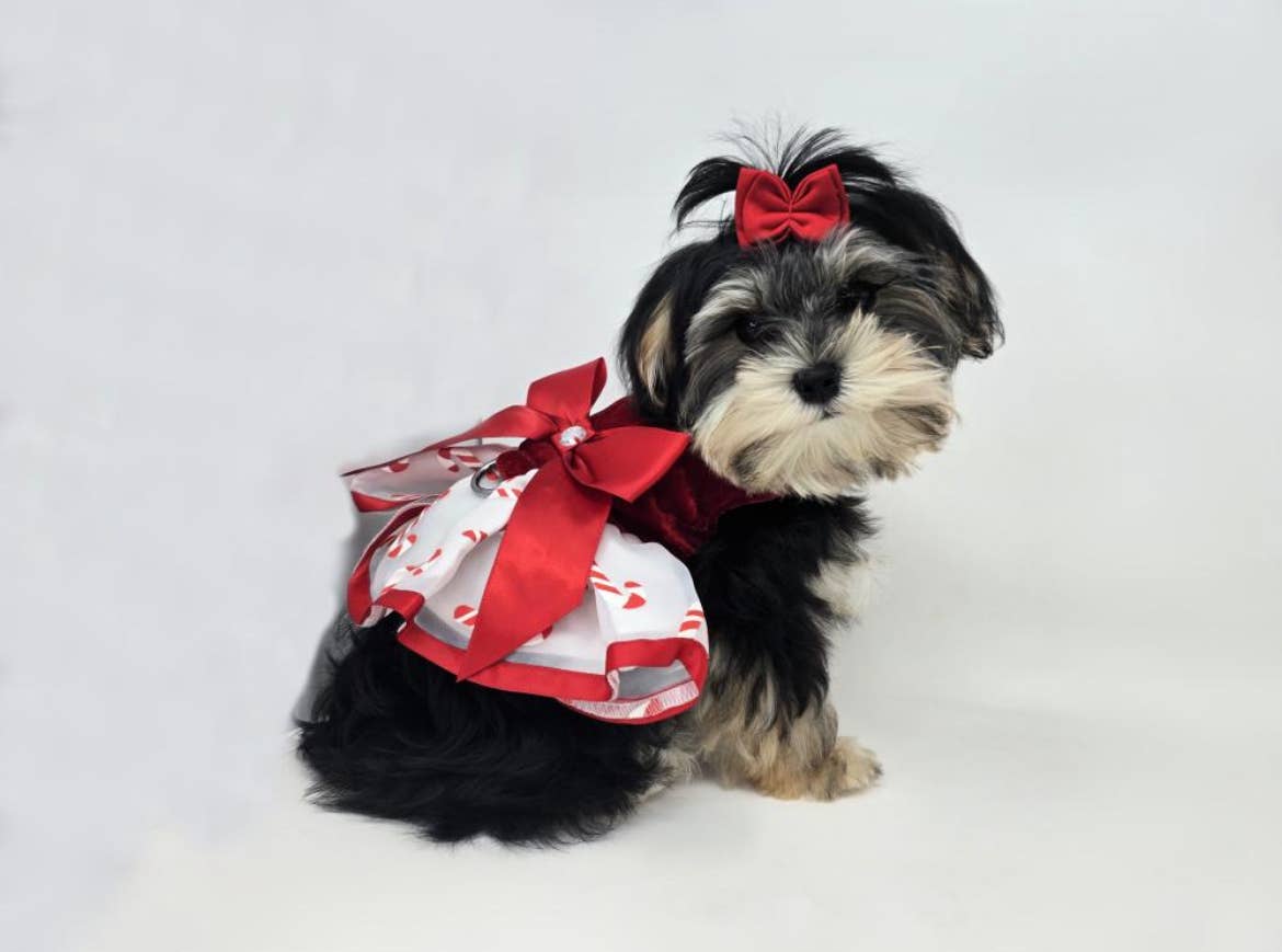 Holiday Dog Harness Dress - Candy Canes