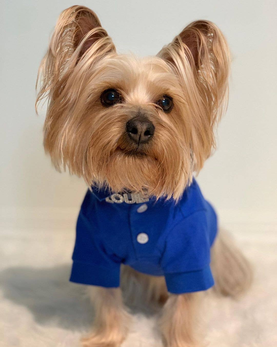 Polo Blue Dog Shirt – Ideal Pet Shirt for Playful Dogs
