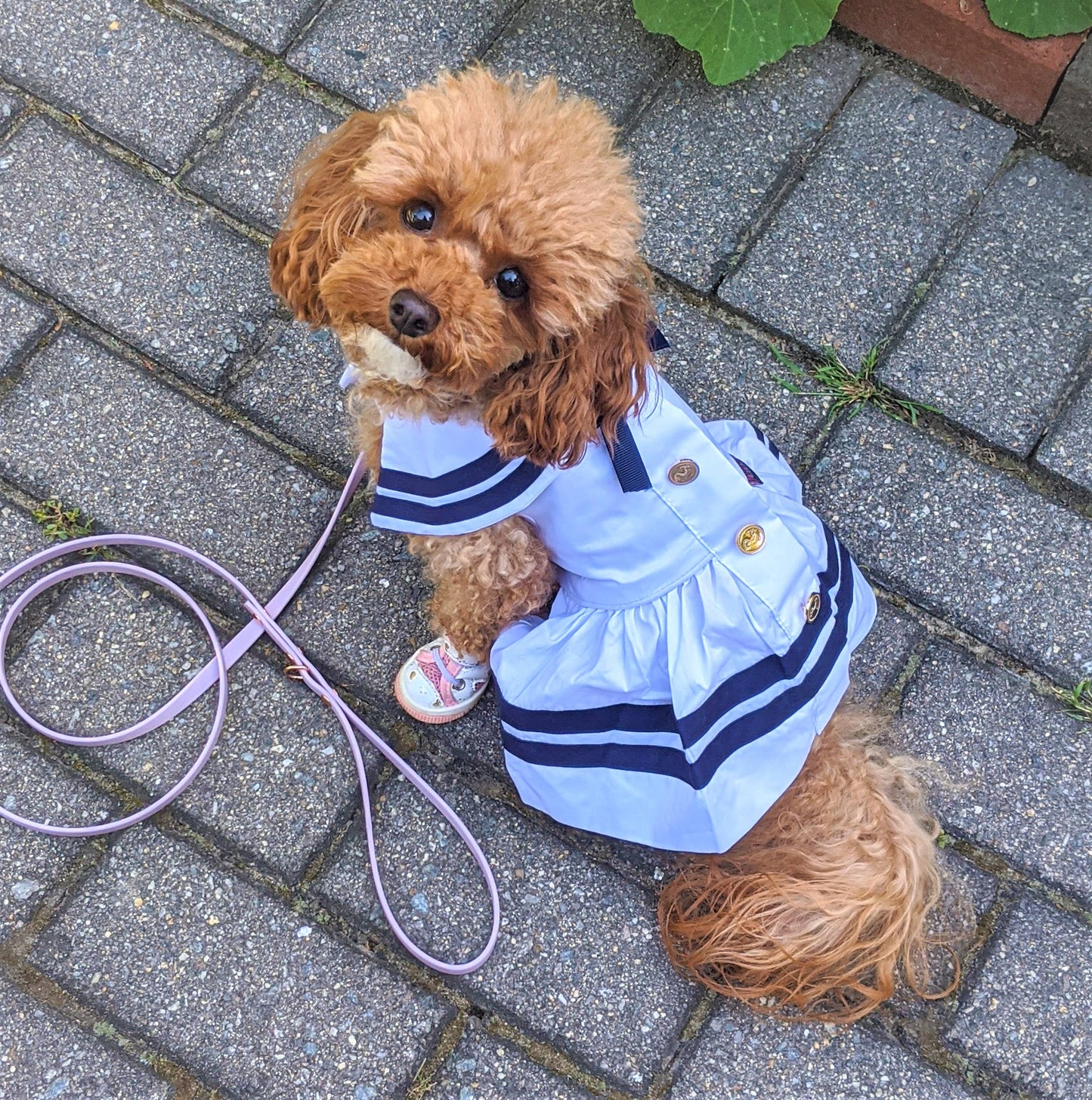 Sailor Dress White – Classic Nautical Style Dog Outfit  SALE 50% OFF
