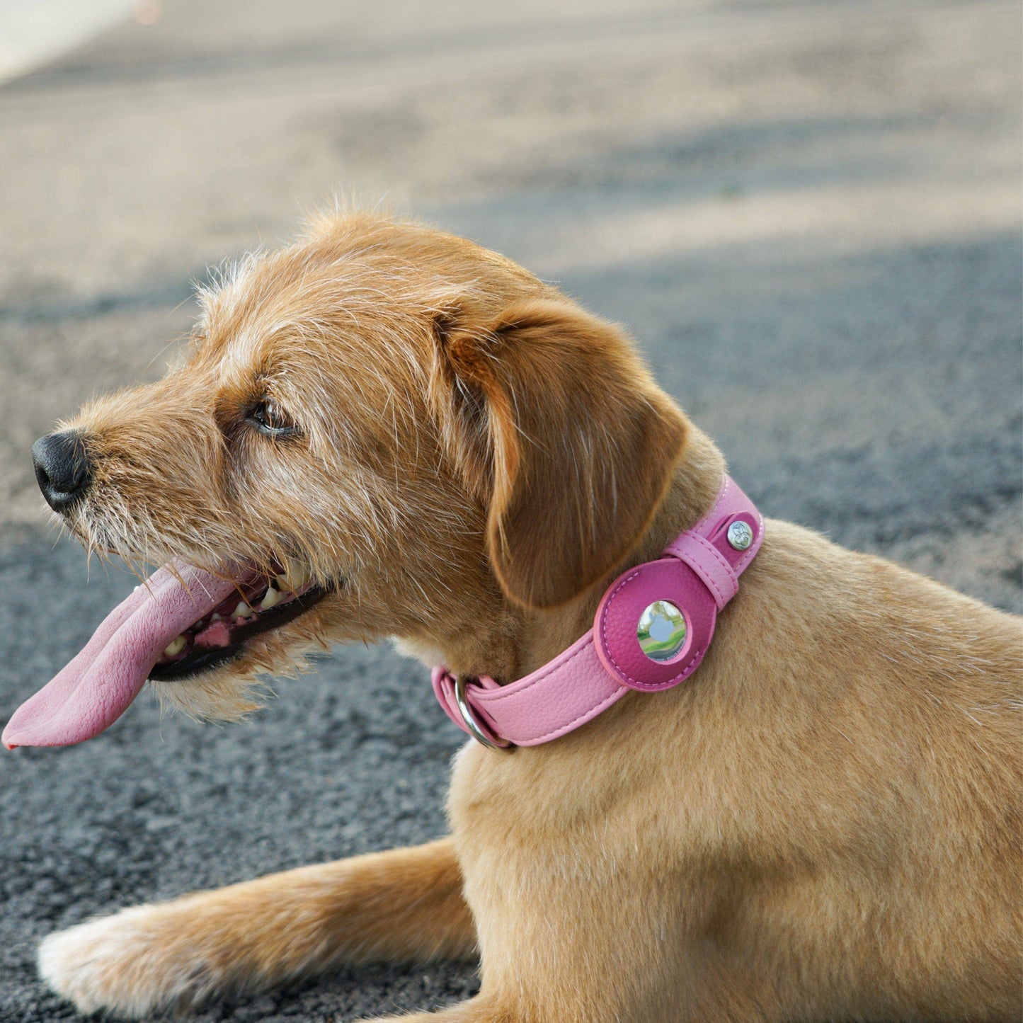 Silver-Powered Freshness Microfiber Vegan Leather AirTag Dog Collar