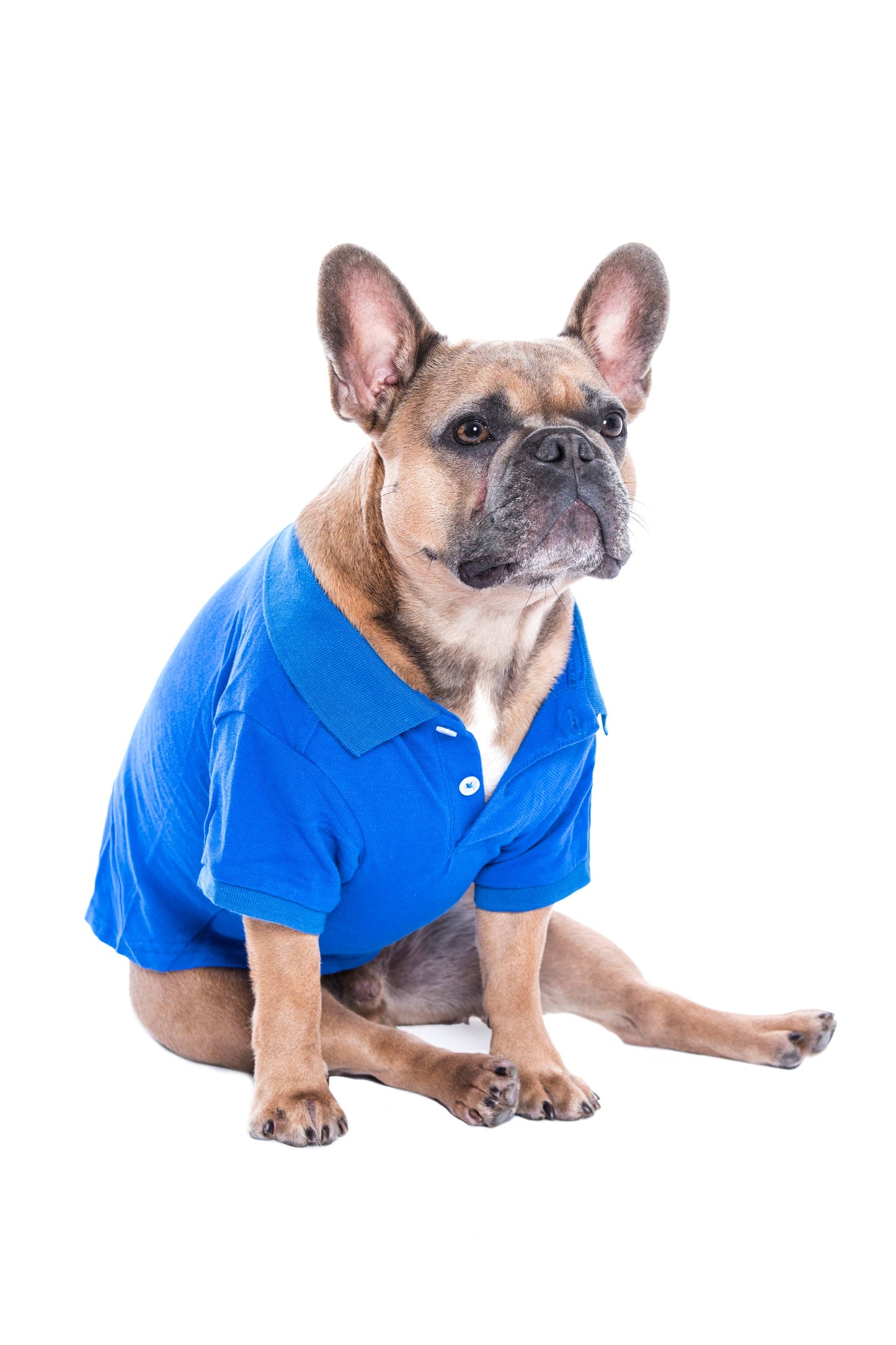 Polo Blue Dog Shirt – Ideal Pet Shirt for Playful Dogs