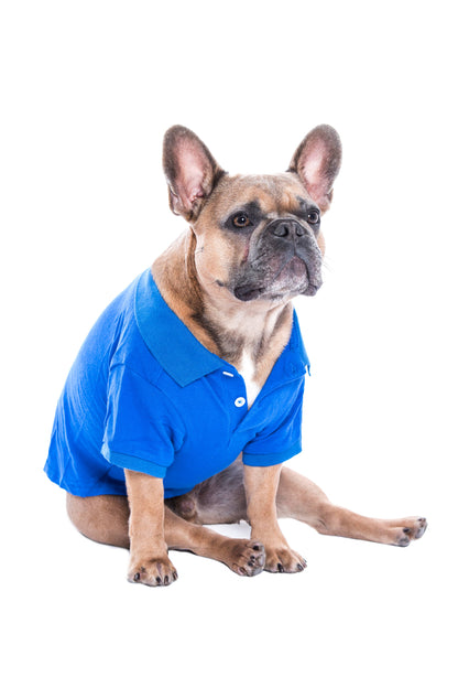 Polo Blue Dog Shirt – Ideal Pet Shirt for Playful Dogs