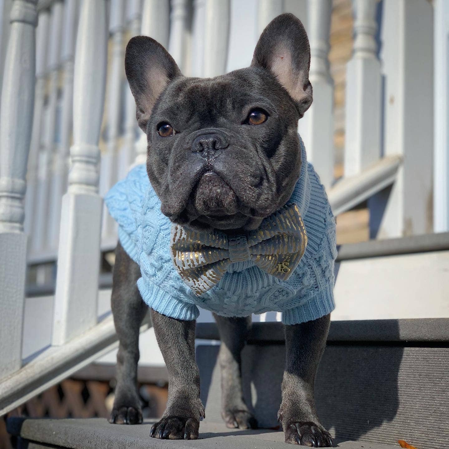 Cable Knit Sweater Powder Blue – Soft & Warm Dog Apparel