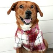 Cozy Red White Plaid Flannel Dog Shirt