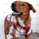 Cozy Red White Plaid Flannel Dog Shirt