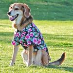 Vibrant Hawaiian Dog Camp Shirt: Paradise Nights Leash Hole SALE 50% OFF