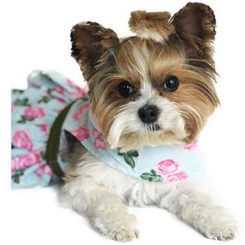 Chic Pink Rose Floral Dog Harness Dress with Matching Leash Set